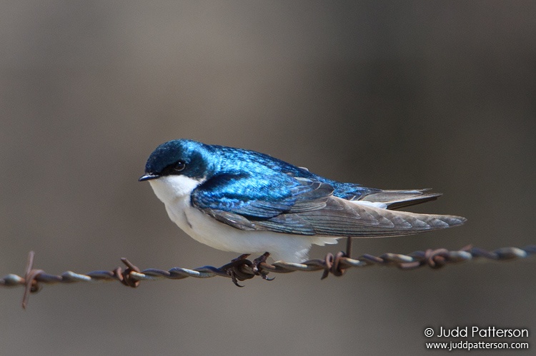 Tree Swallow, Quivira National Wildlife Refuge, Kansas, United States